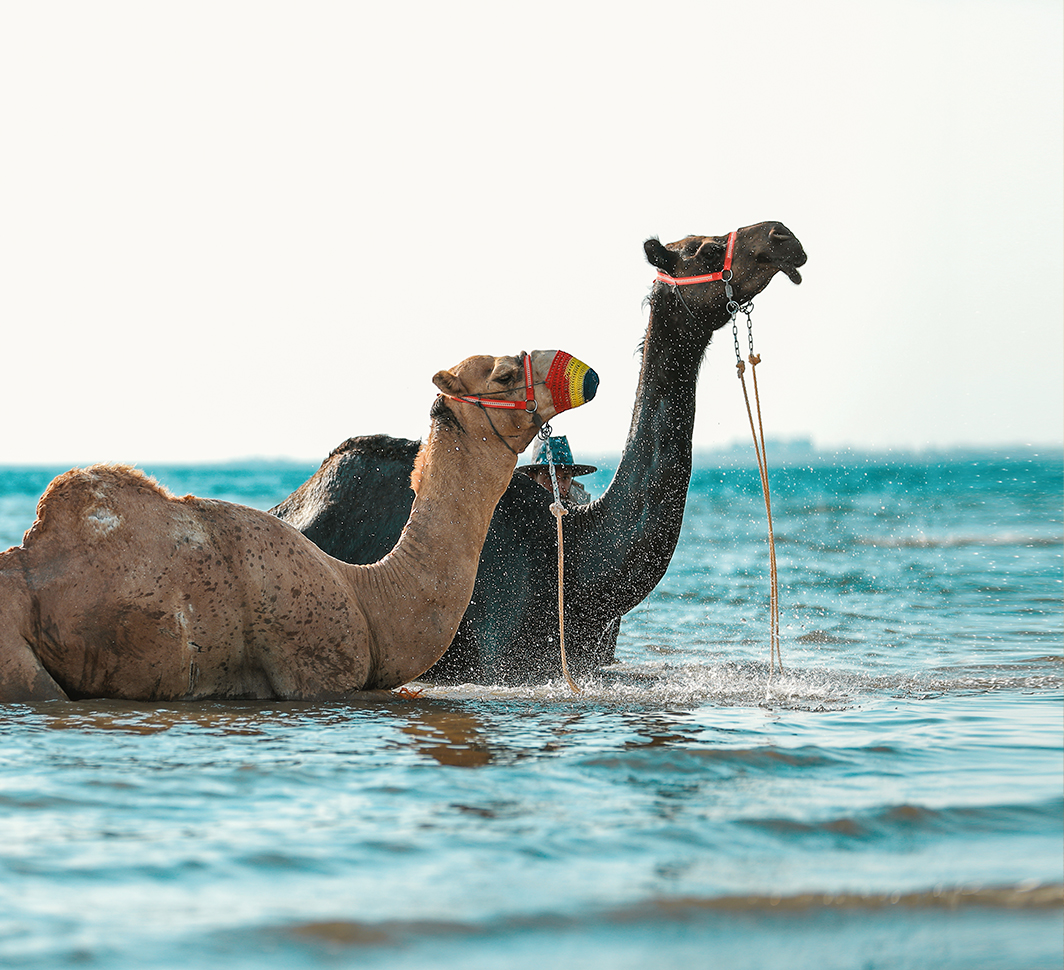 غاية